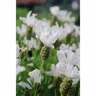 Lavender White Sensation PVR 1.9 litre