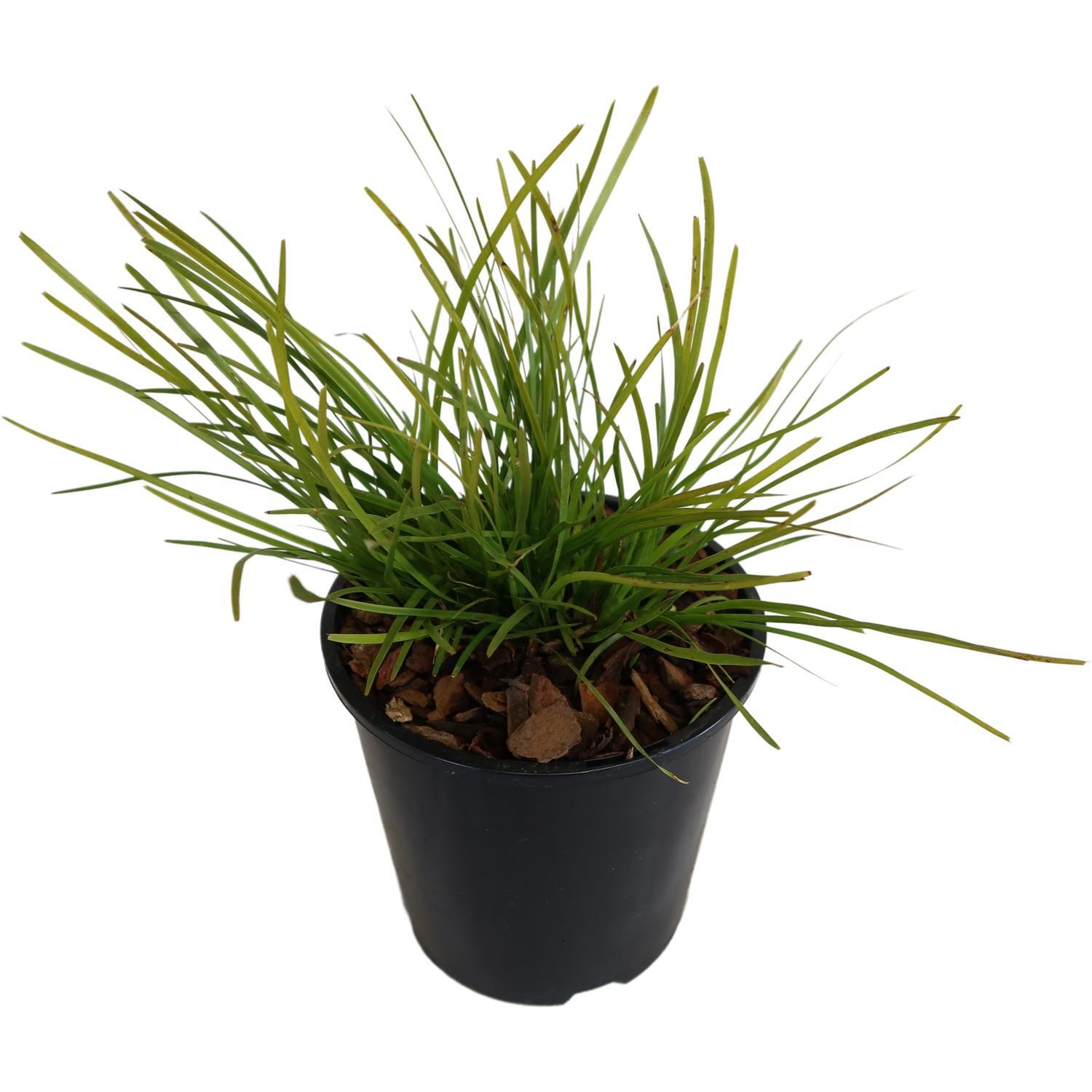 Lomandra Pom Pom