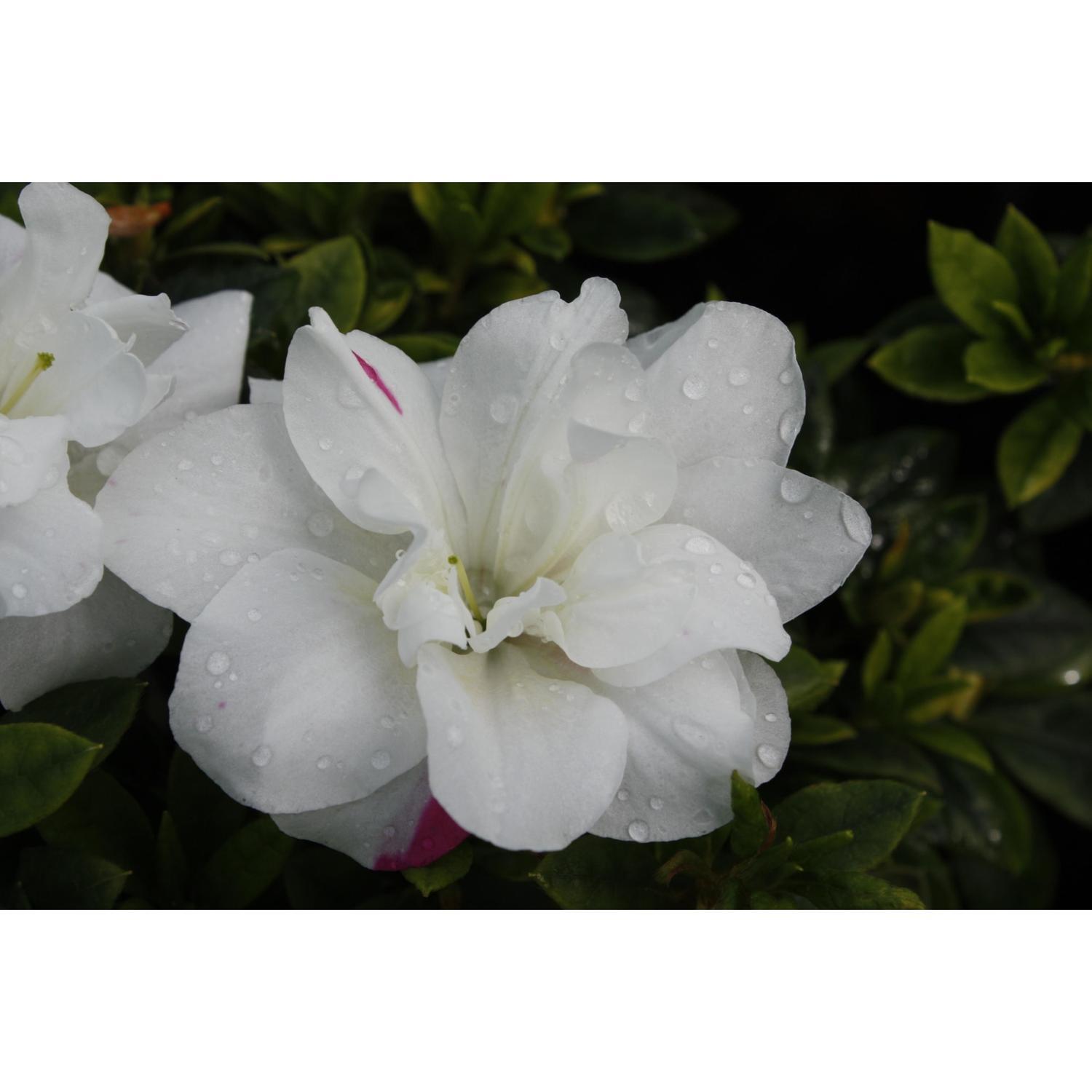 Azalea