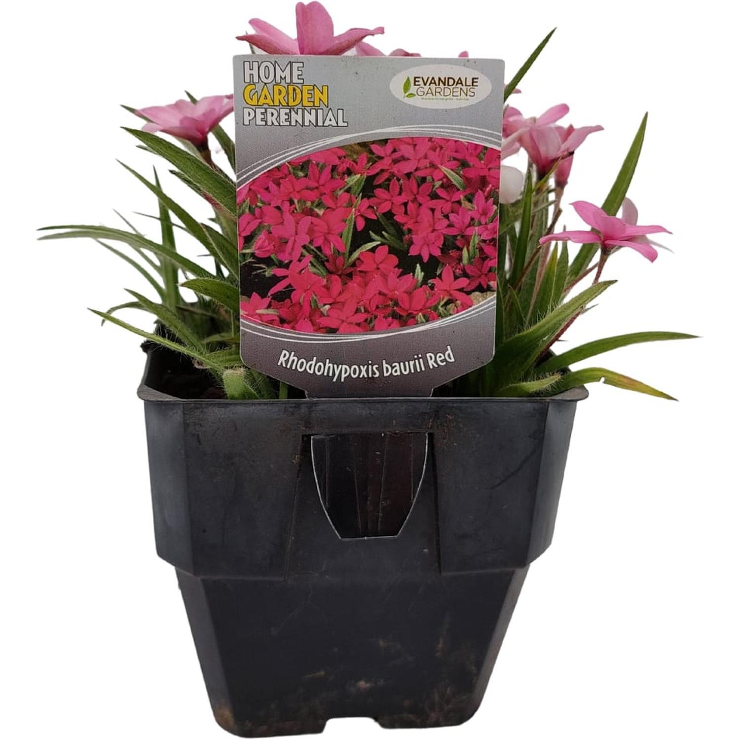 Rhodohypoxis baurii Red