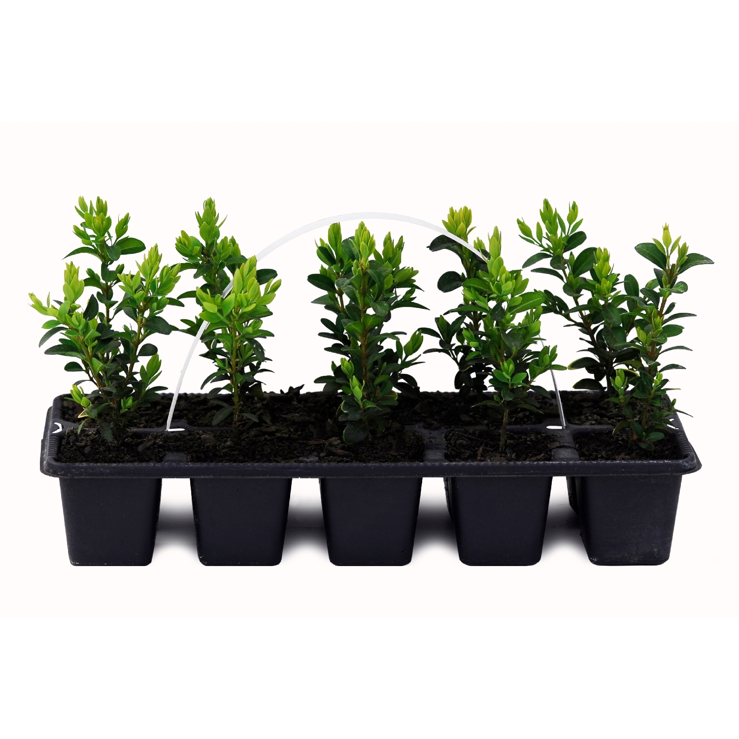 Buxus Semperviren Packs