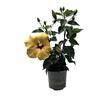 Flowering Hibiscus