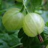 Gooseberry Invicta