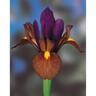 Dutch Iris 'Tigers Eye'