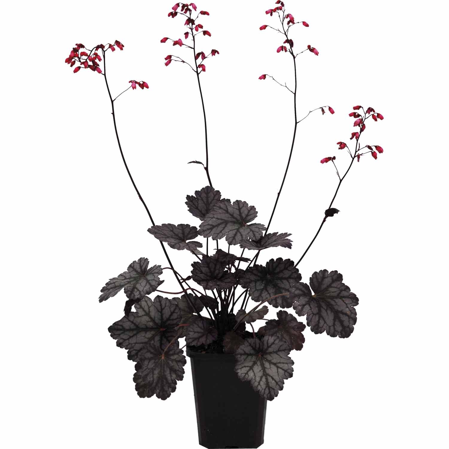Heuchera Glitter