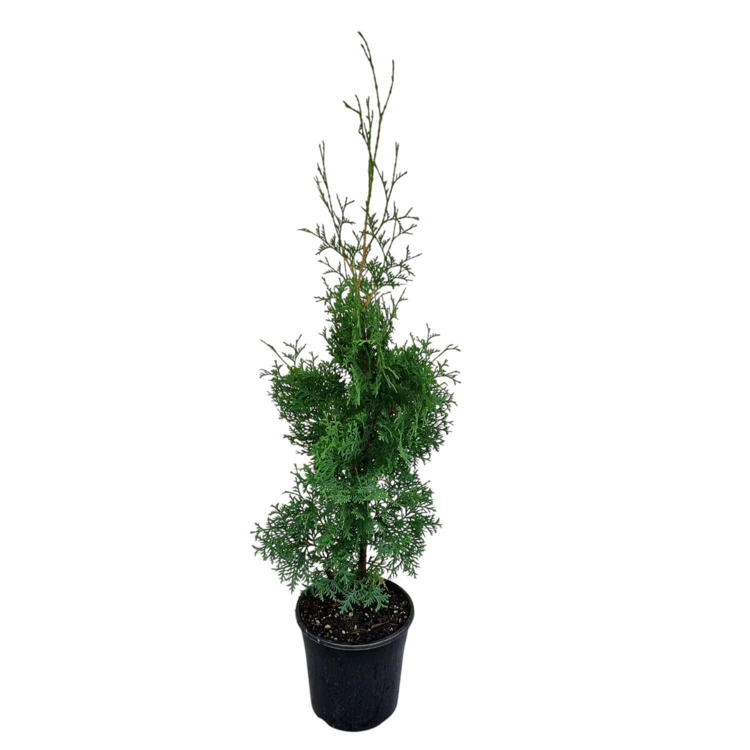Thuja Pyramidalis 4L