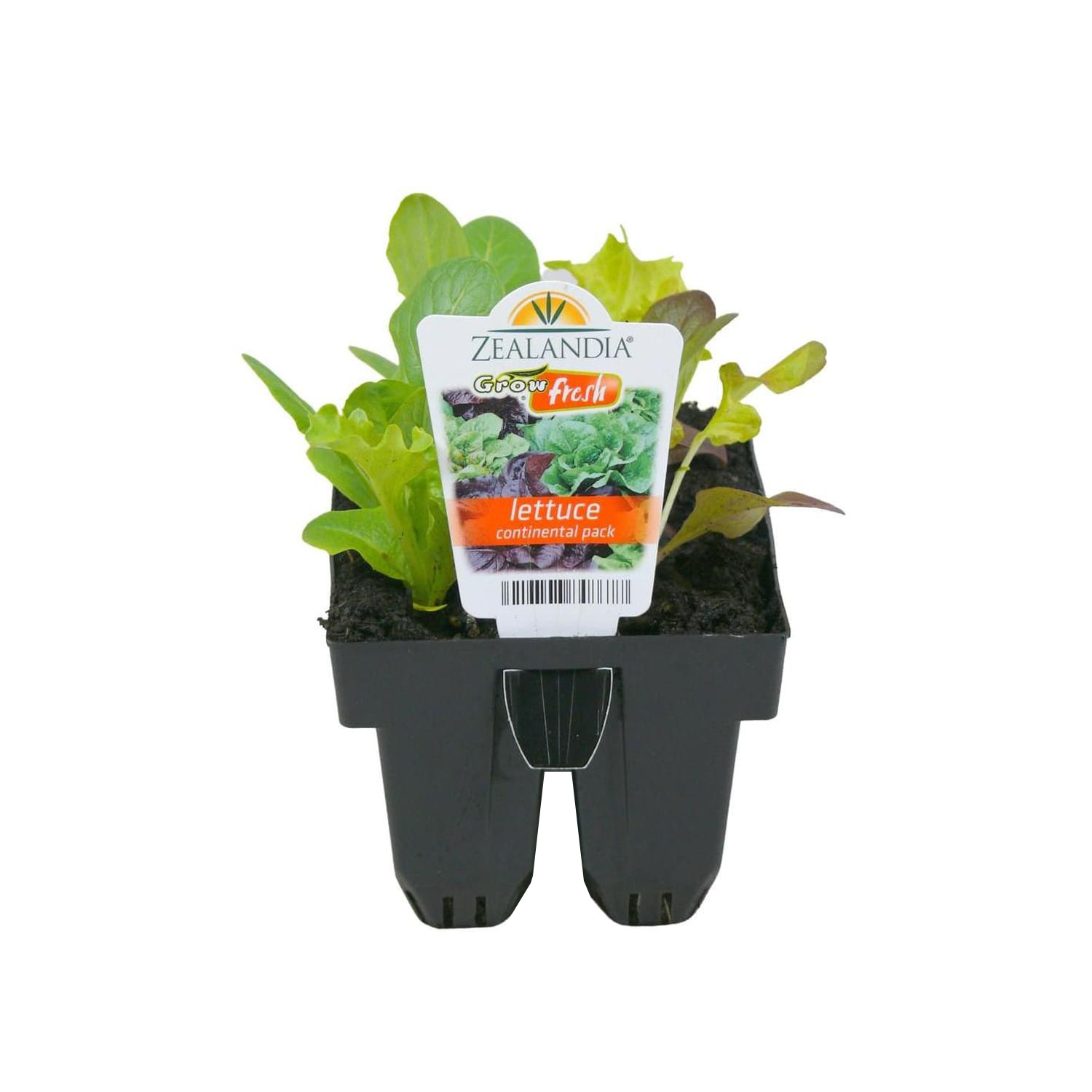 Lettuce Continental Pack