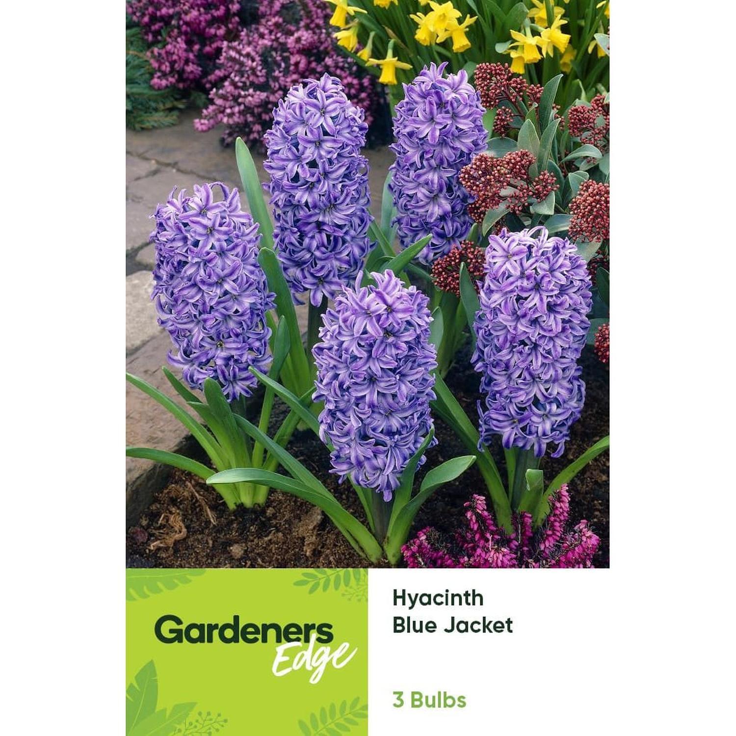 Hyacinth Blue Jacket