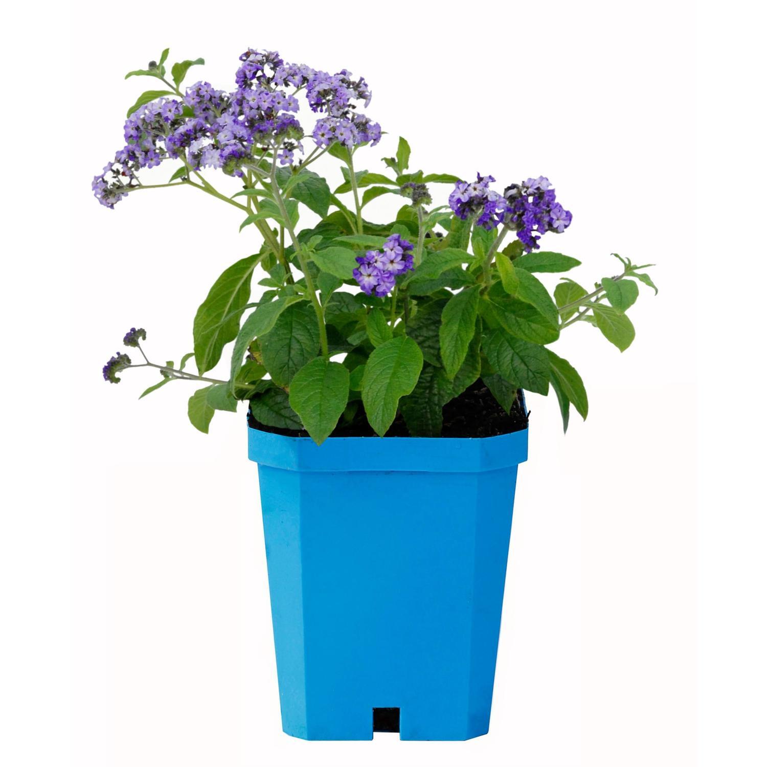 Heliotrope Cherry Pie