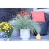 Lomandra Arctic Frost