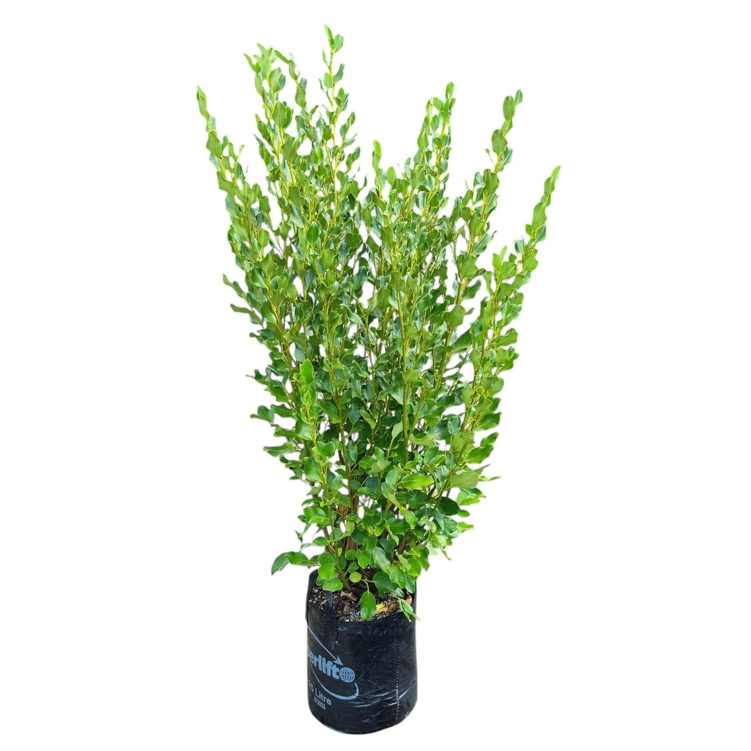 Griselinia Littoralis Broadway Mint  25L