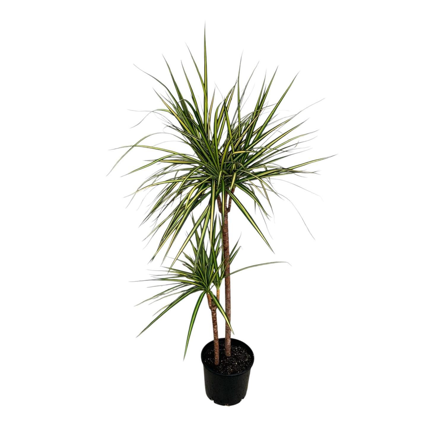 Marginata Golden 20cm