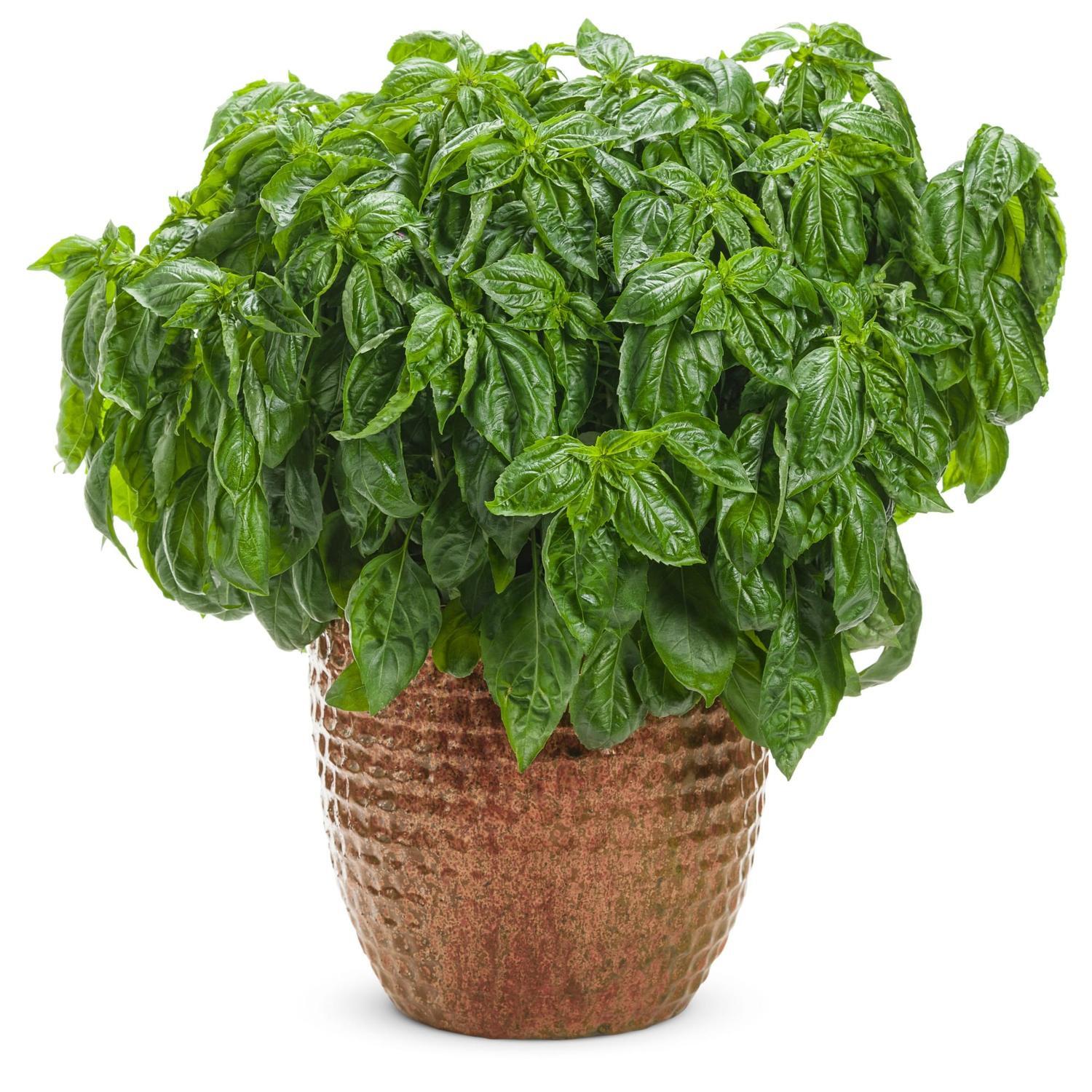 Amazel Basil