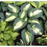 Hosta Hudson Bay