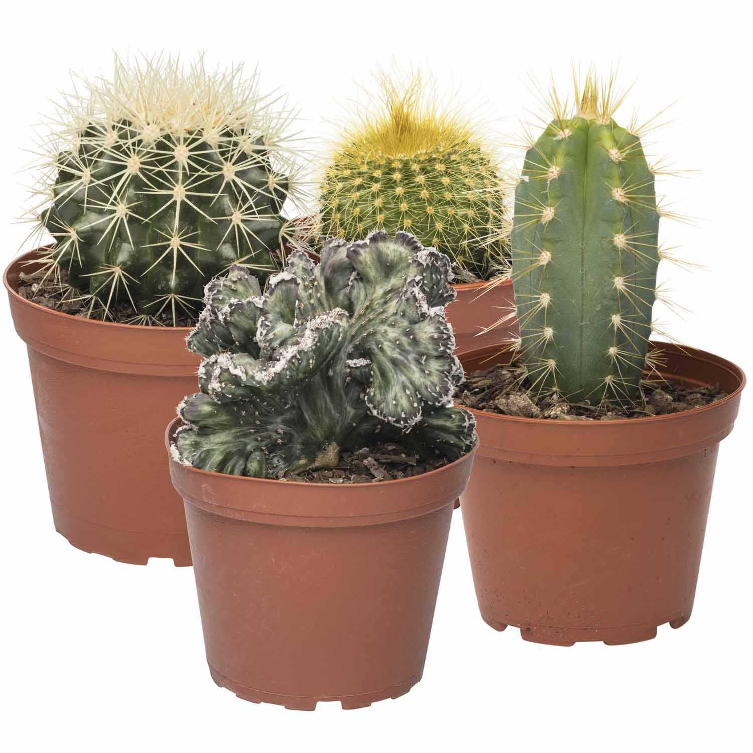 Cacti