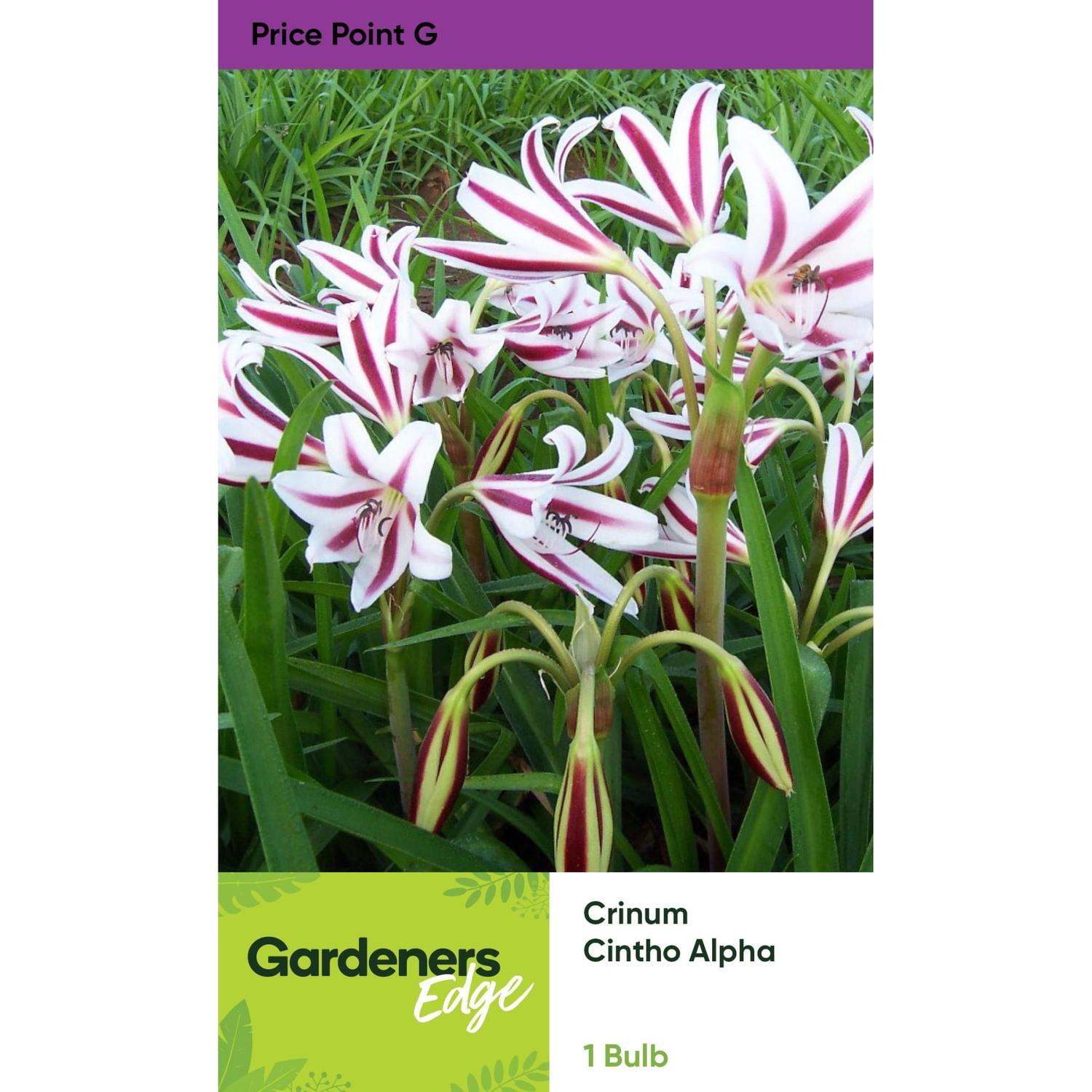 Crinum Cintho Alpha 1 Pack