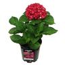 Hydrangea Paris