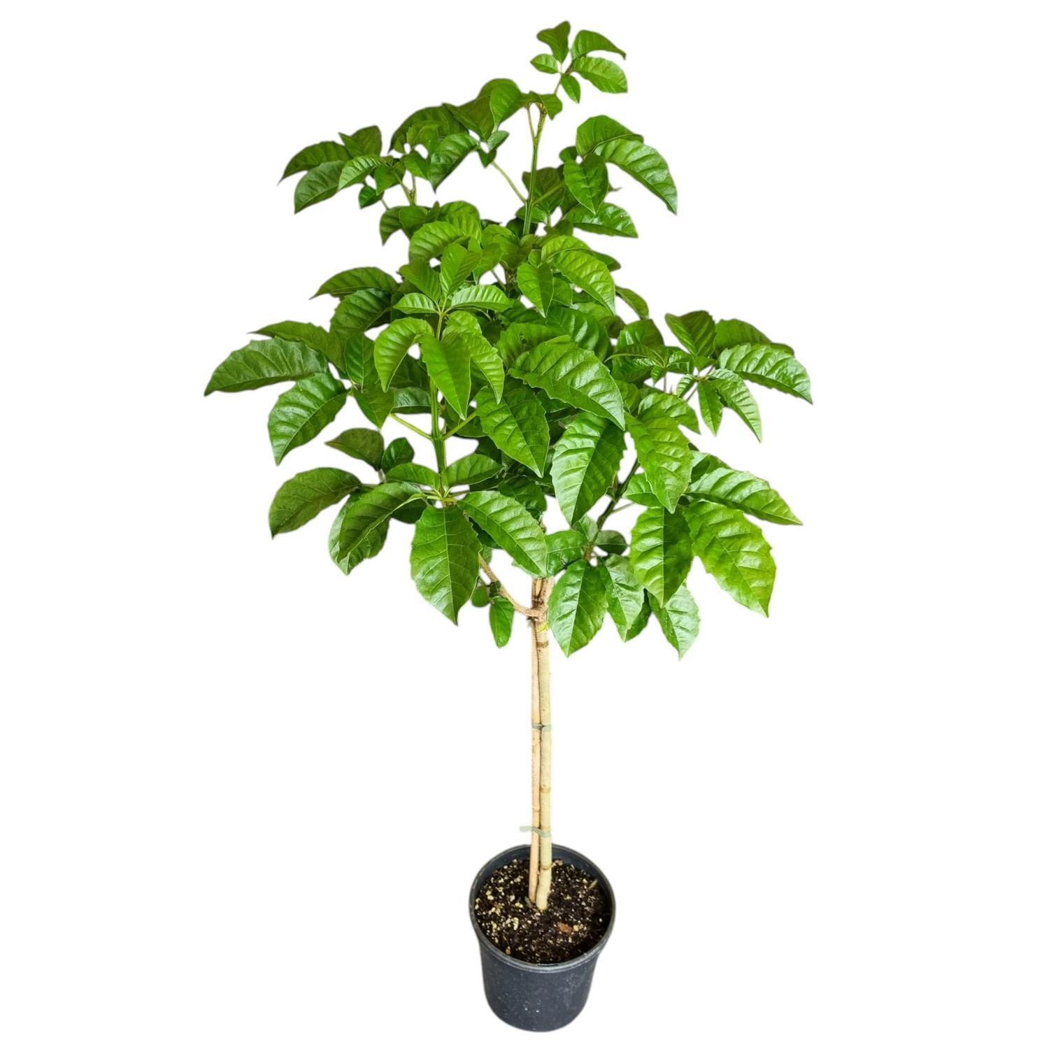 Vitex Lucens 'Puriri' 4L