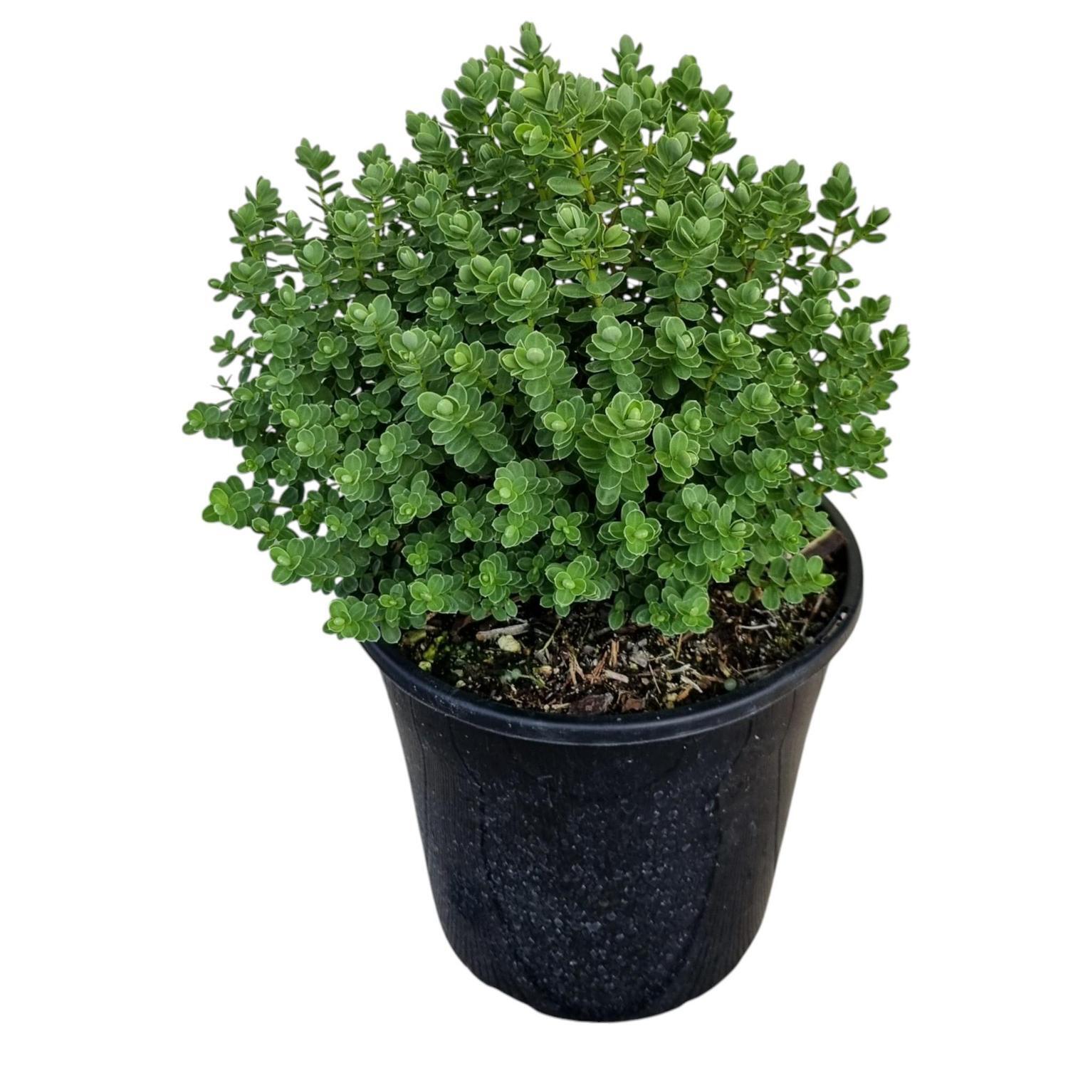 Hebe Topiara 4L