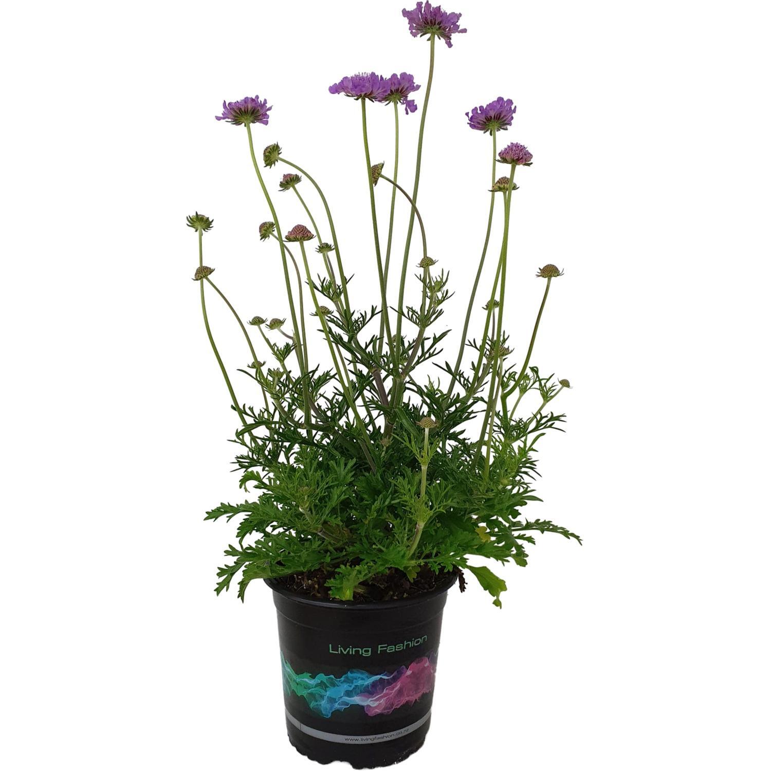Scabiosa 'Vivid Violet'