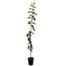 Apple Semi-Dwarf 'Roy's Pearl' 4.7 litre