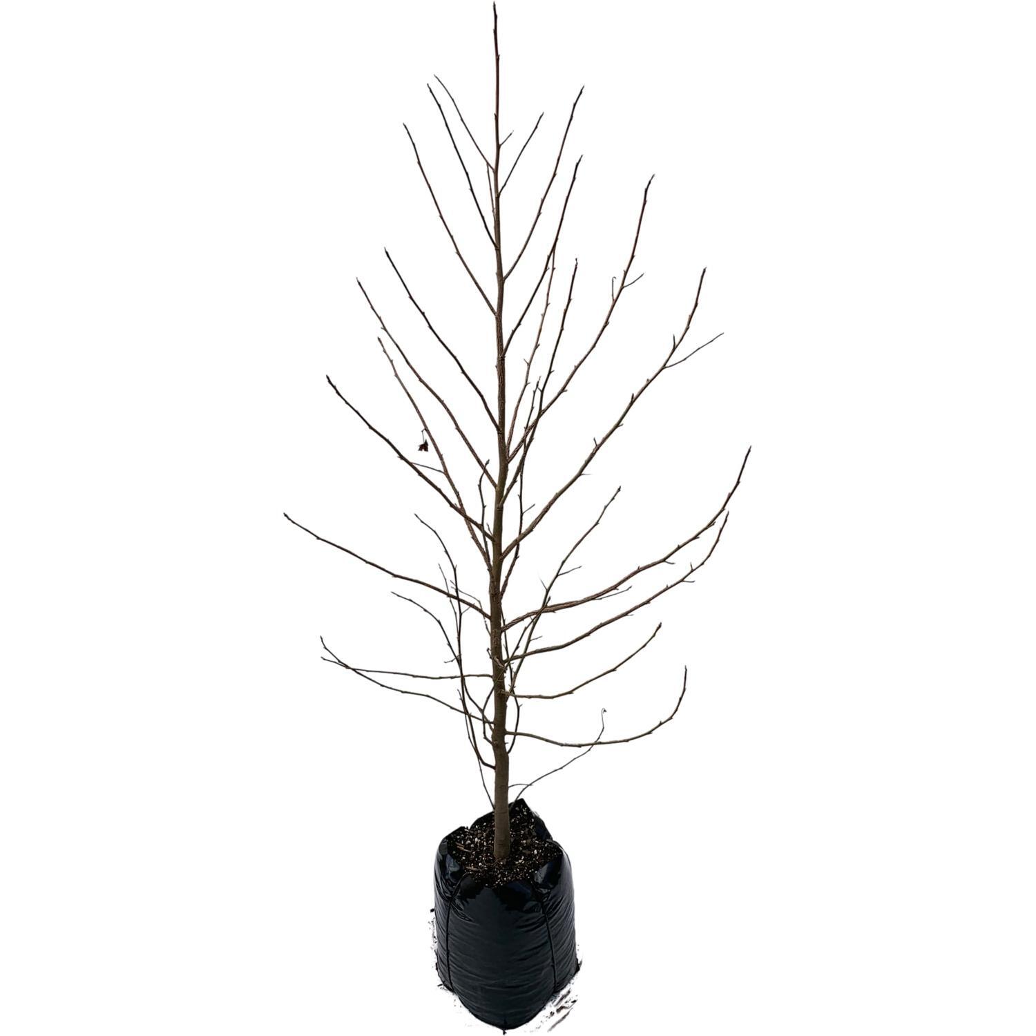 Liquidambar sty.  Lane Roberts