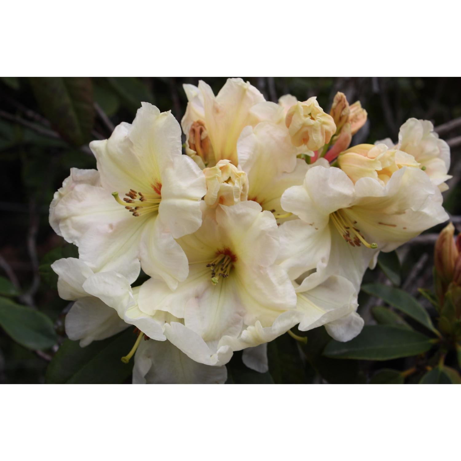 Rhododendron Rockhill Ivory Ruffles