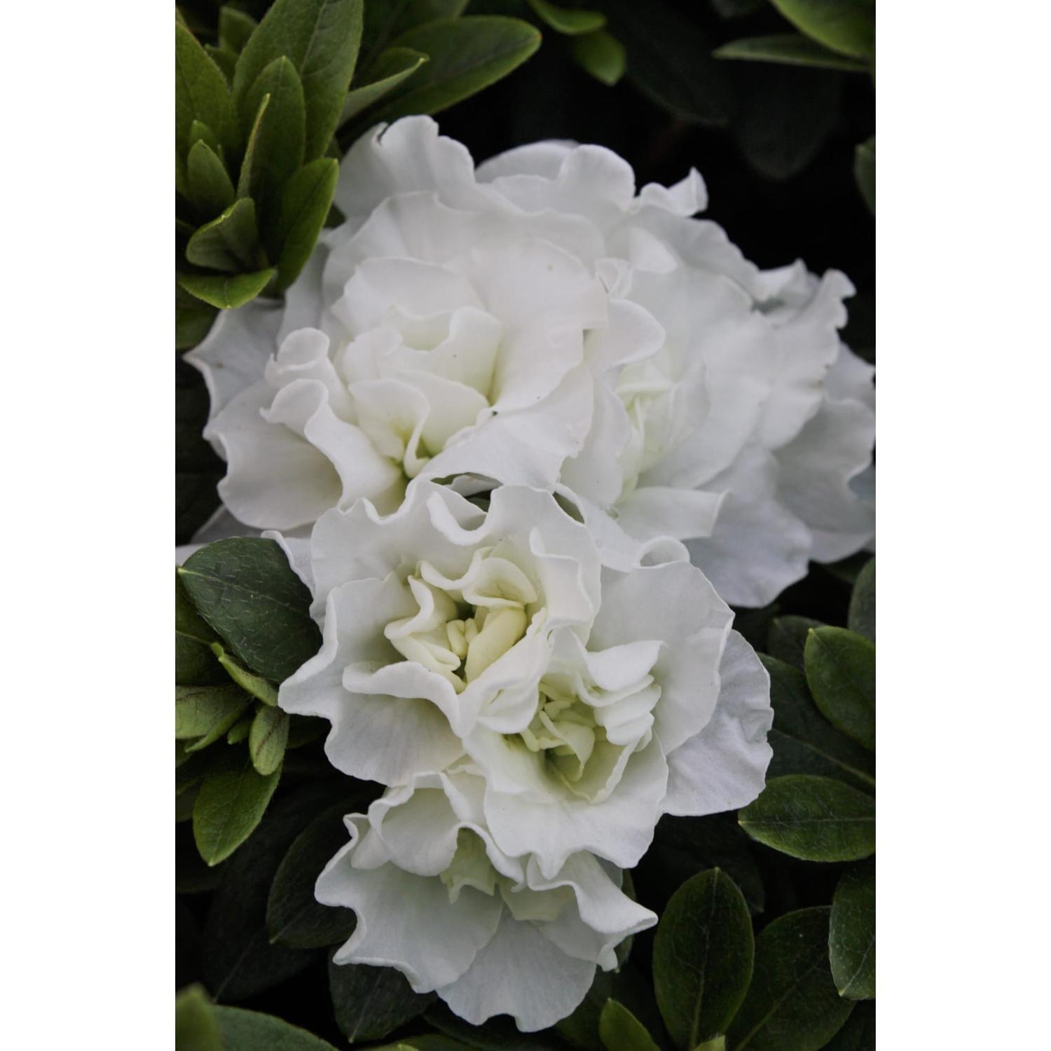 Azalea