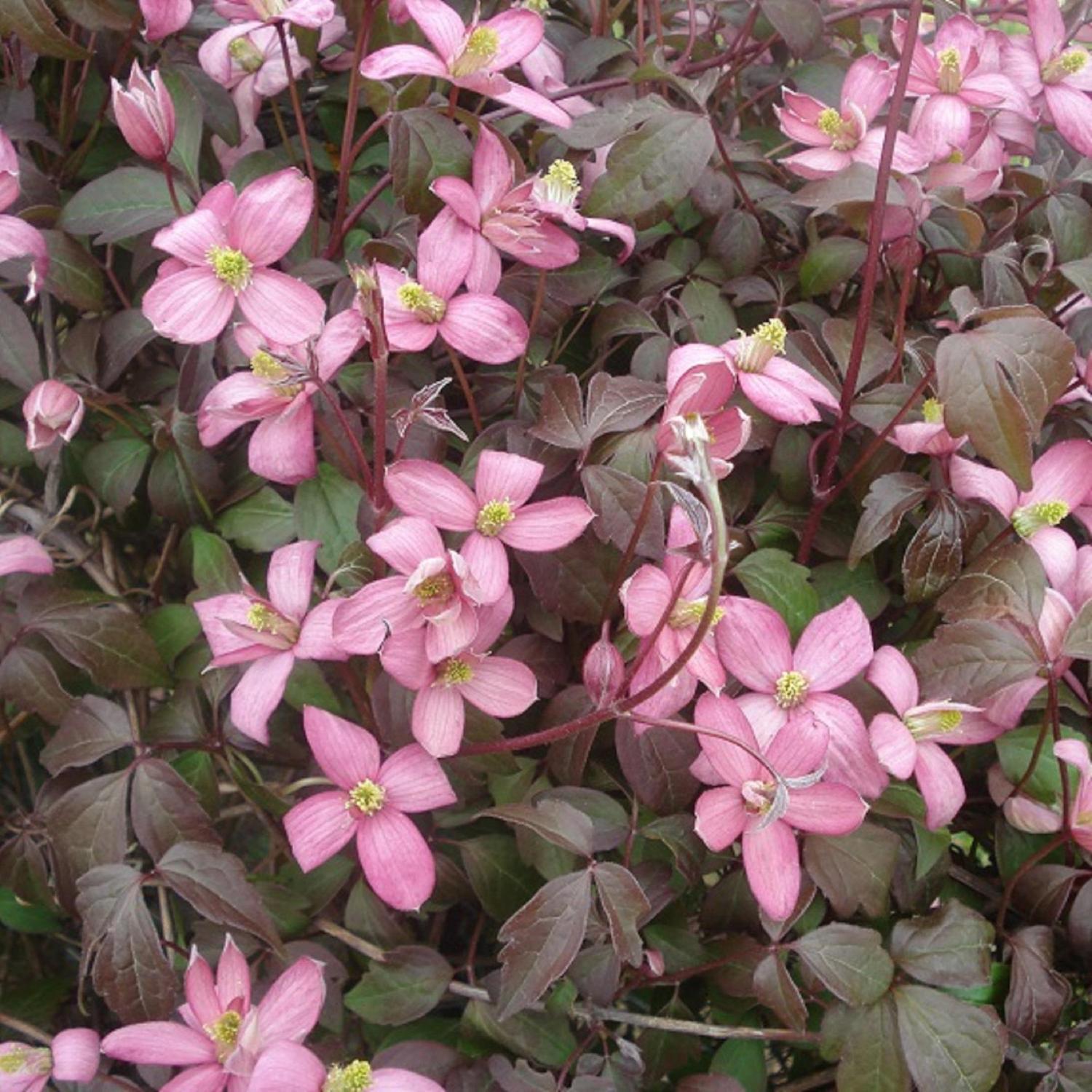 Clematis Ross's Star