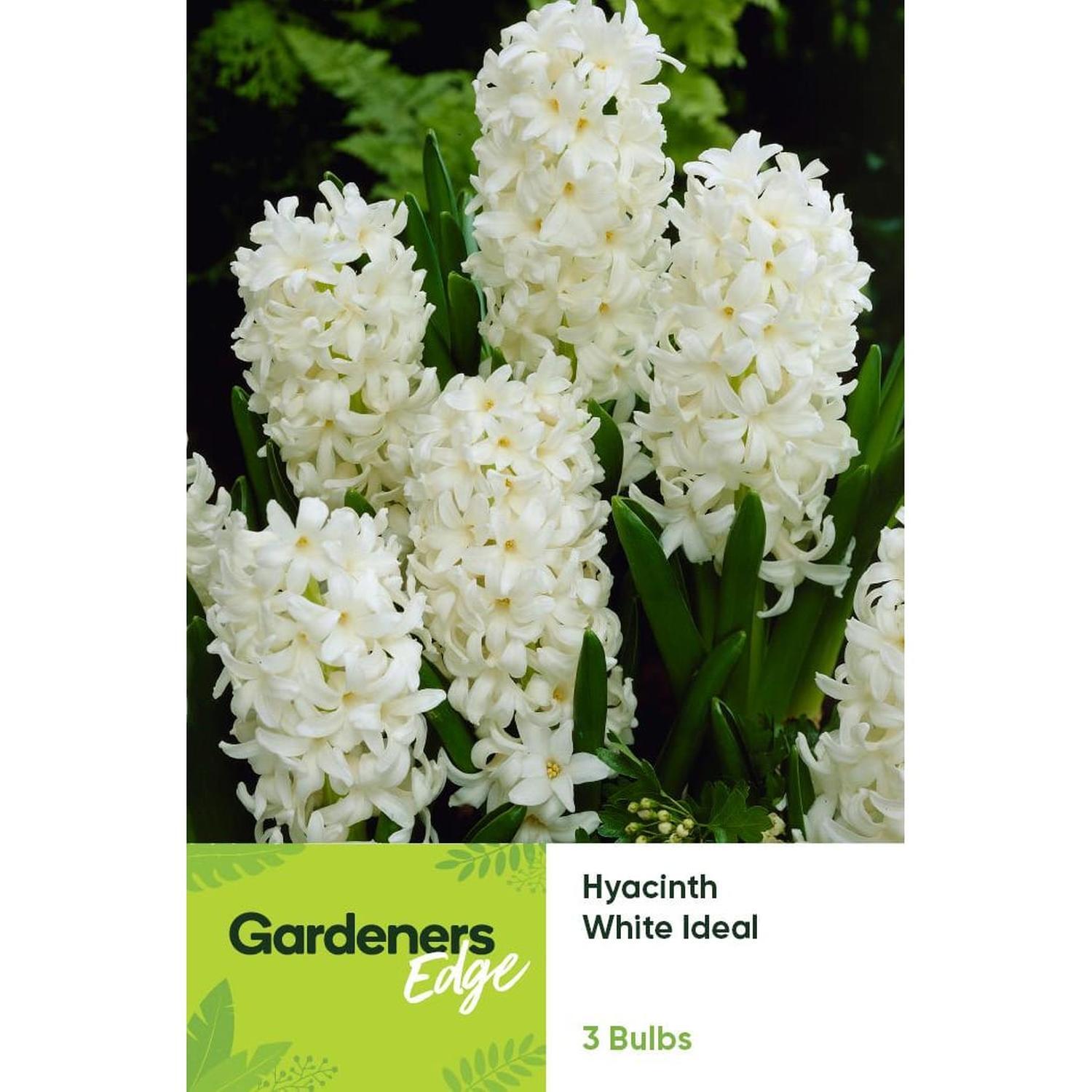 Hyacinth White Ideal