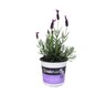 Lavender Major