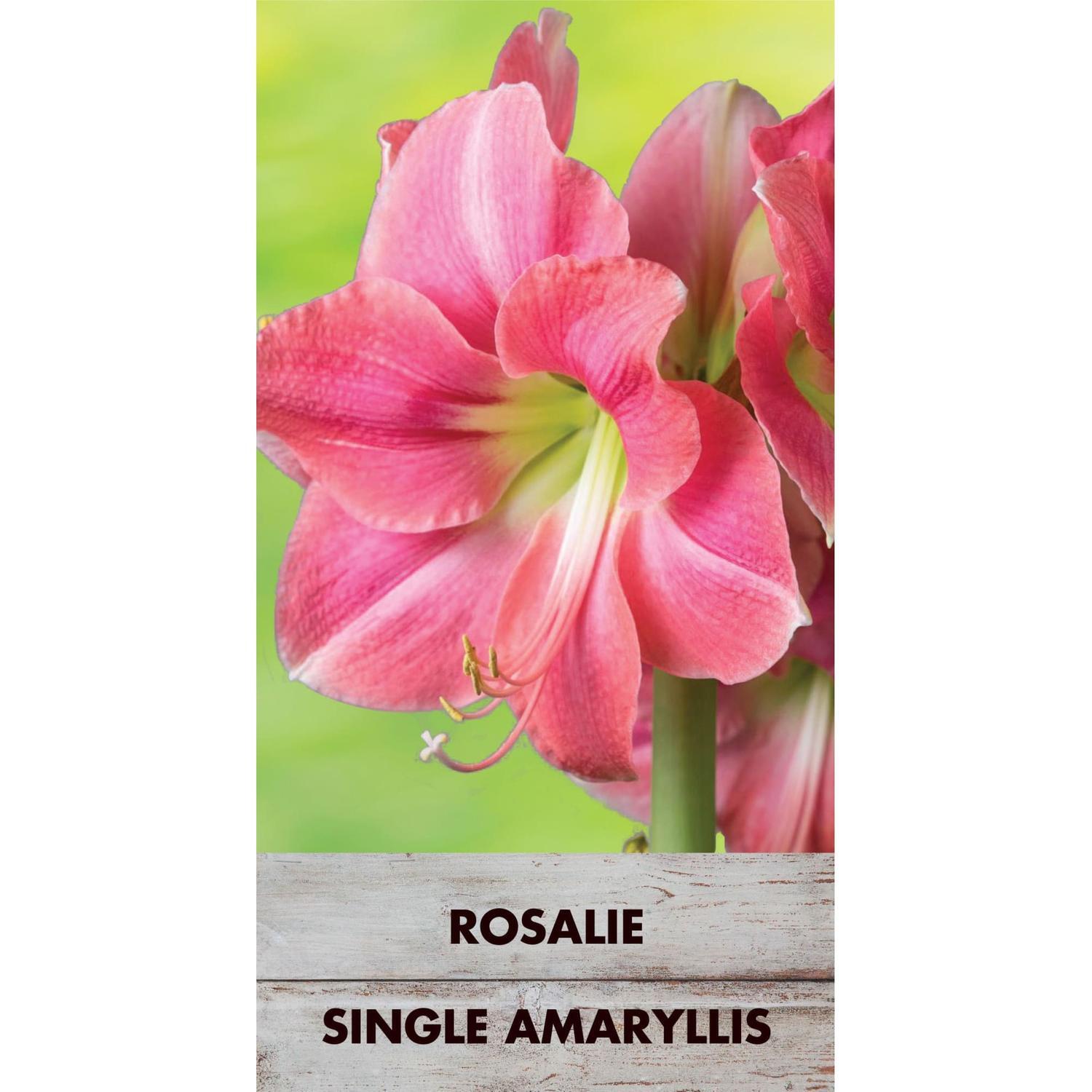 Amaryllis Hippeastrum 'Rosalie'