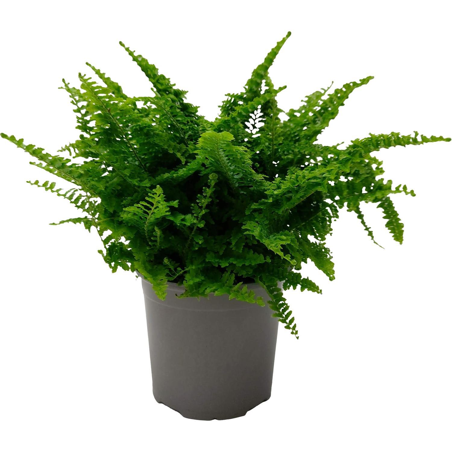 Nephrolepis Fluffy Ruffles