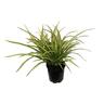 Phormium Cream Delight