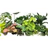 Indoor Foliage 12cm