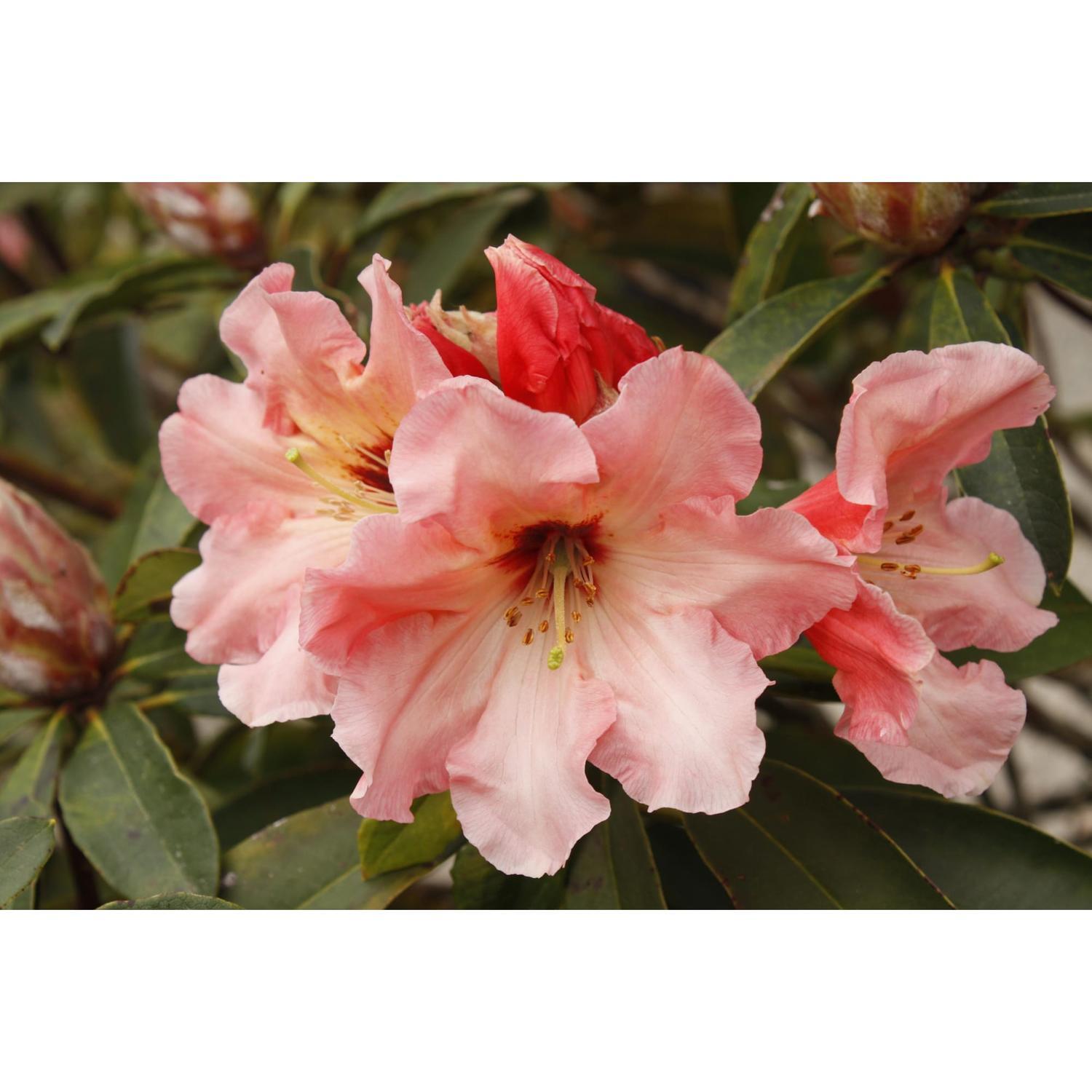 Rhododendron Tahitian Dawn