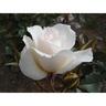 Rose Bush Margaret Merril 4.7 litre