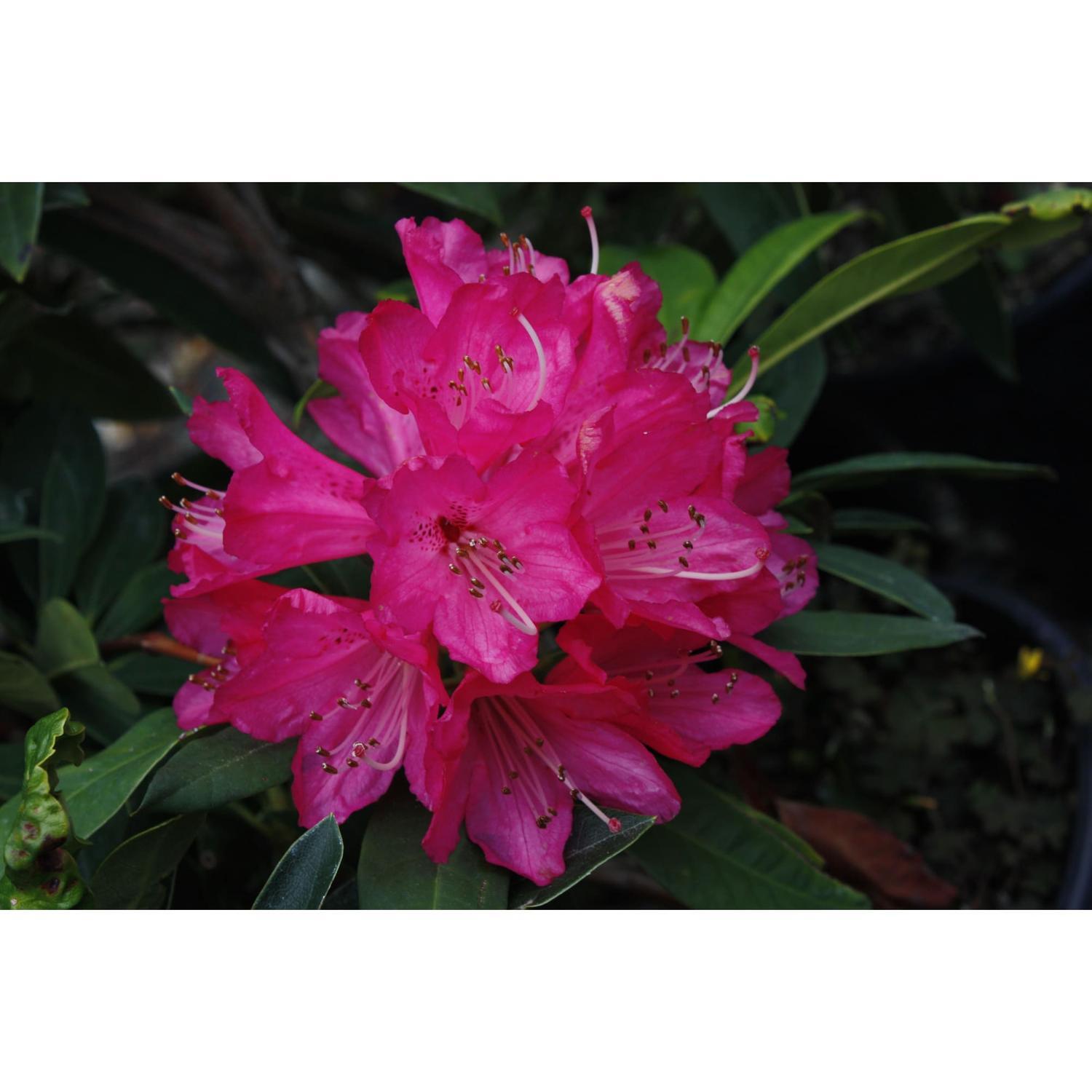 Rhododendron Sir Robert Peel