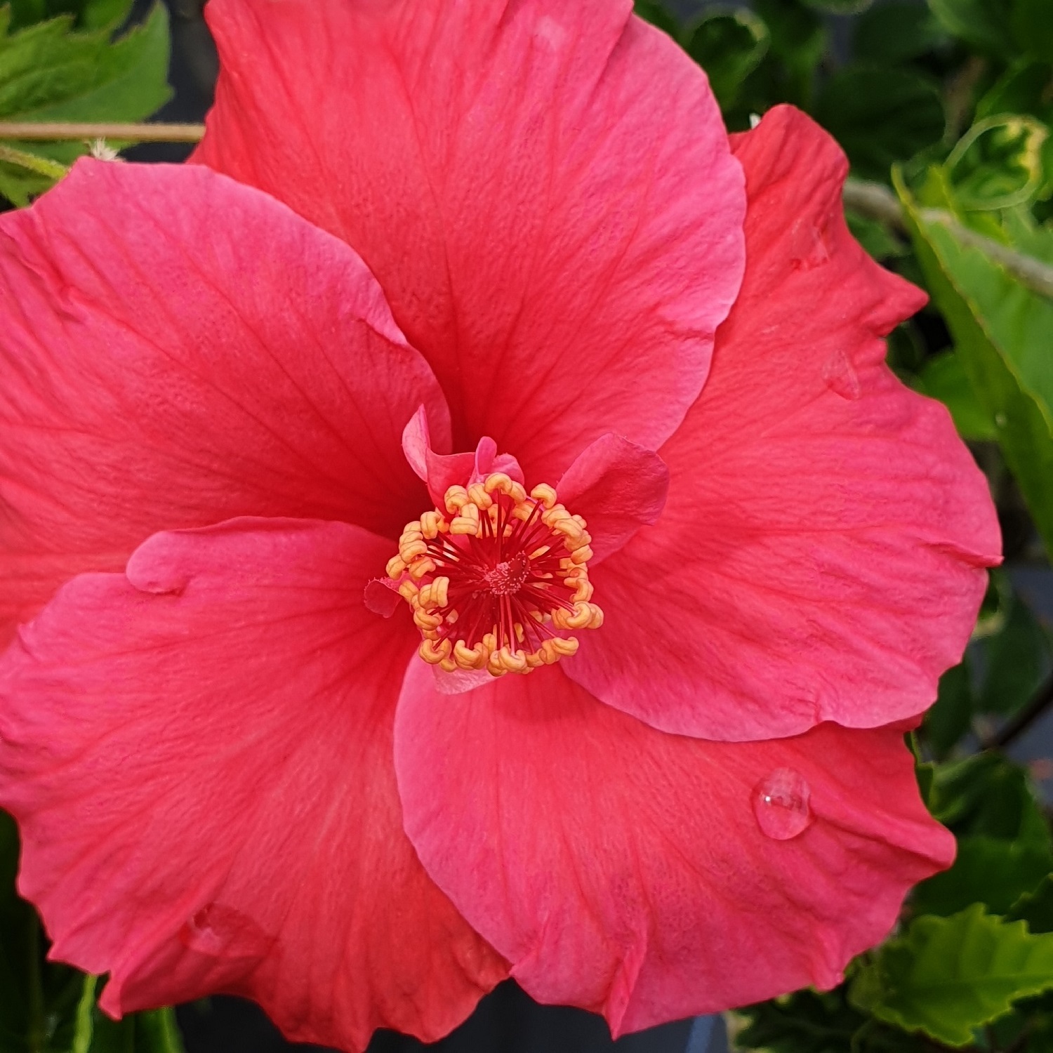 Hibiscus Pride of Lockley