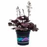 Heuchera Sugar Plum 14cm