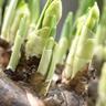 Daffodil Fragrant Mix