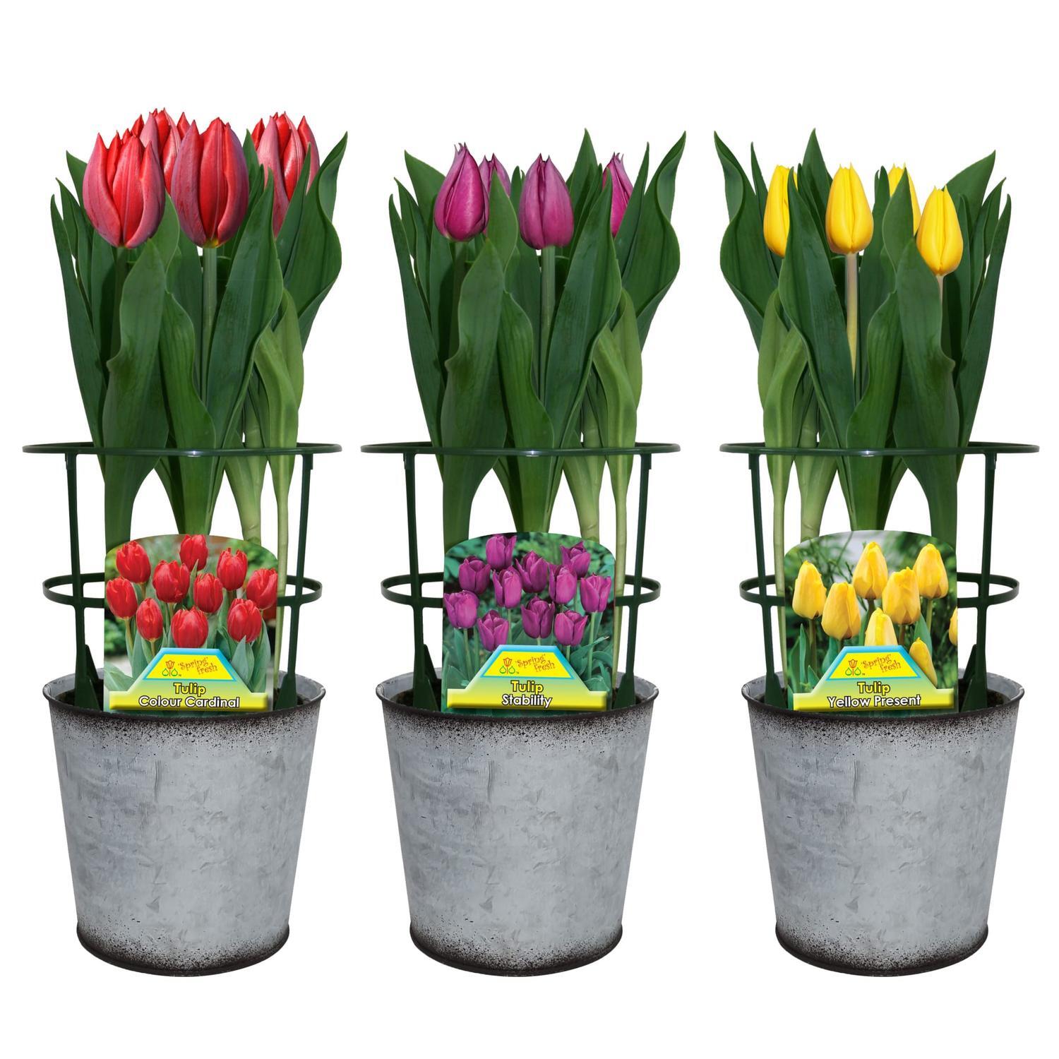 Tulip Assorted Colours Gift Wrap