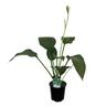 Hosta Snowden