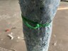 Reusable Cable Tie L:300 mm x W:4.8 mm 100 pack Green
