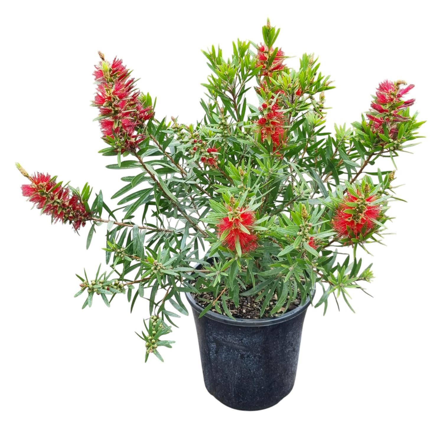 Callistemon McArthur 4L