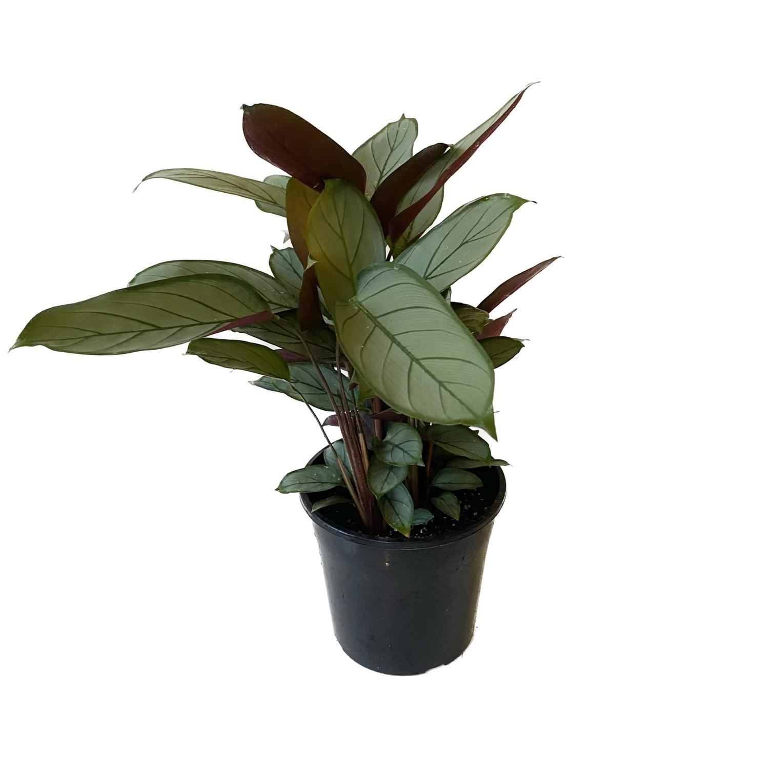 Ctenanthe 20cm