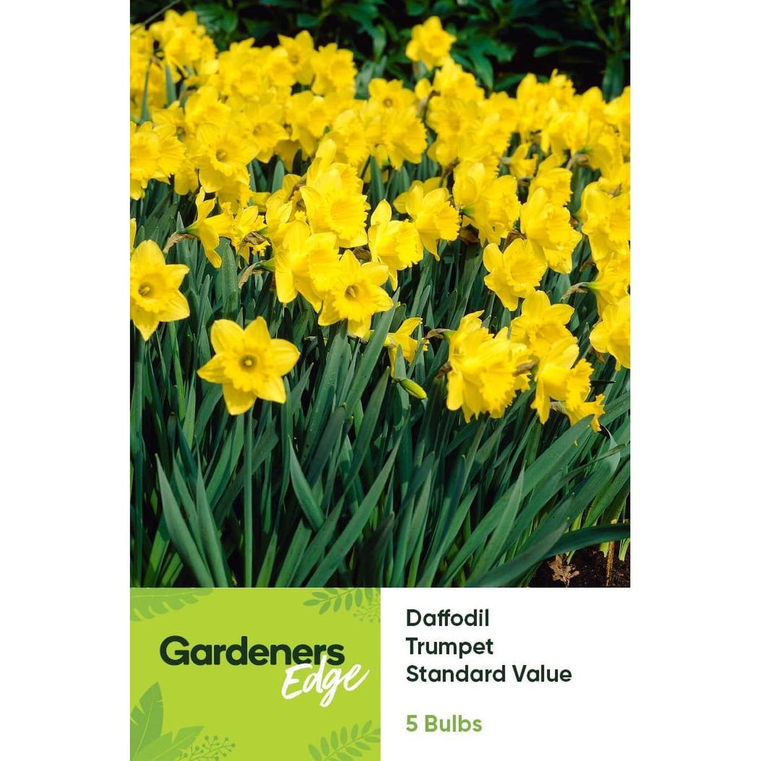 Daffodil Standard Value 5 Pack