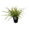 Phormium Cream Delight