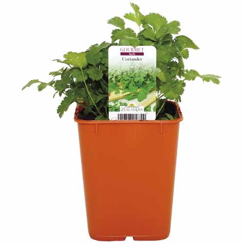Herb Coriander