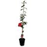 Camellia Japonica Holly Bright